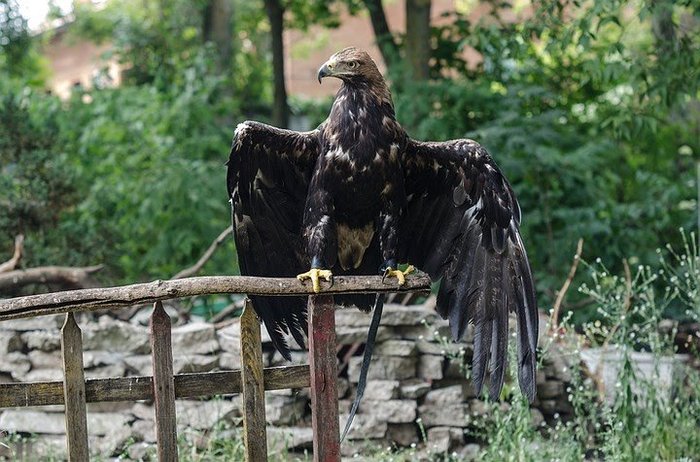 The eagle woke up in a taxidermist's freezer - spent two days there, but survived! - Birds, Feeding, Reserve, Longpost, Reserves and sanctuaries