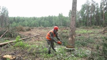 Зато все говорят что тайгу тушить не рентабельно - Вор, Деньги, Рубка, Лесоповал, Владимирская область, Рубка деревьев, Лес