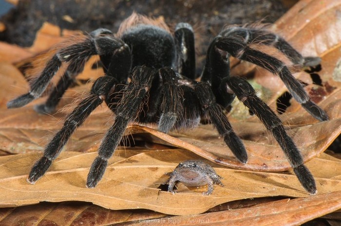 Как и почему паук плетет свою паутину