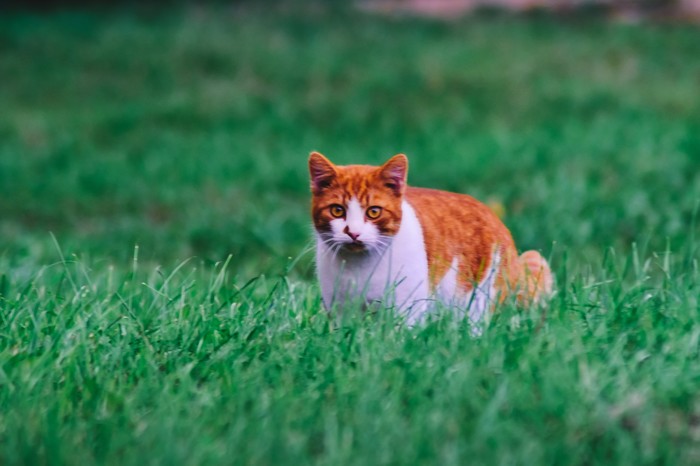 White-red handsome man. - My, cat, Catomafia, Longpost, The photo, Photographer