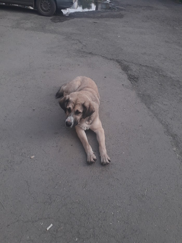 Chelyabinsk. Lost dog. Does anyone know the owners? - Lost, Chelyabinsk, My, In good hands, Dog, No rating, Longpost