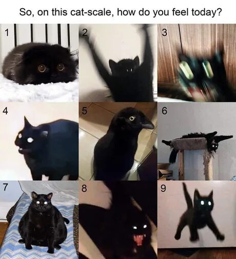 So, on this cat scale, how do you feel today? - cat, Images, Mood