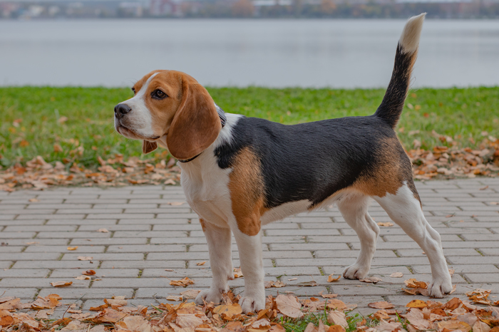 autumn beagle - My, The photo, Beagle, Animals, Dog, Autumn, , Canon 200D