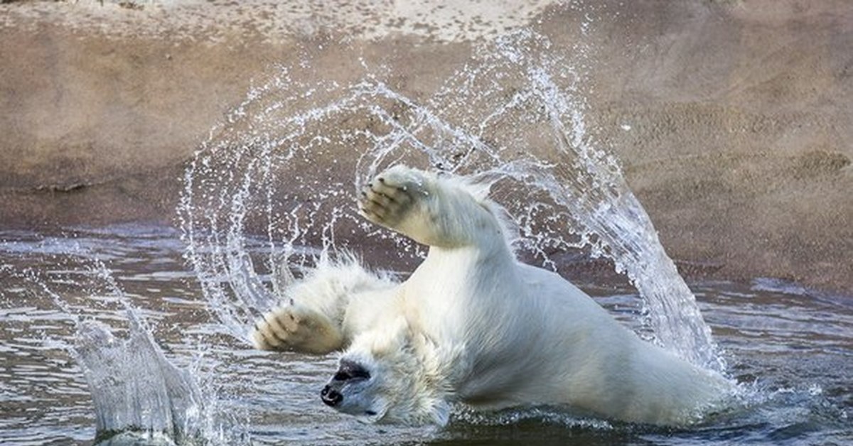 Животные купаются. Белый медведь купается. Белый медведь плавает. Медведь купается.