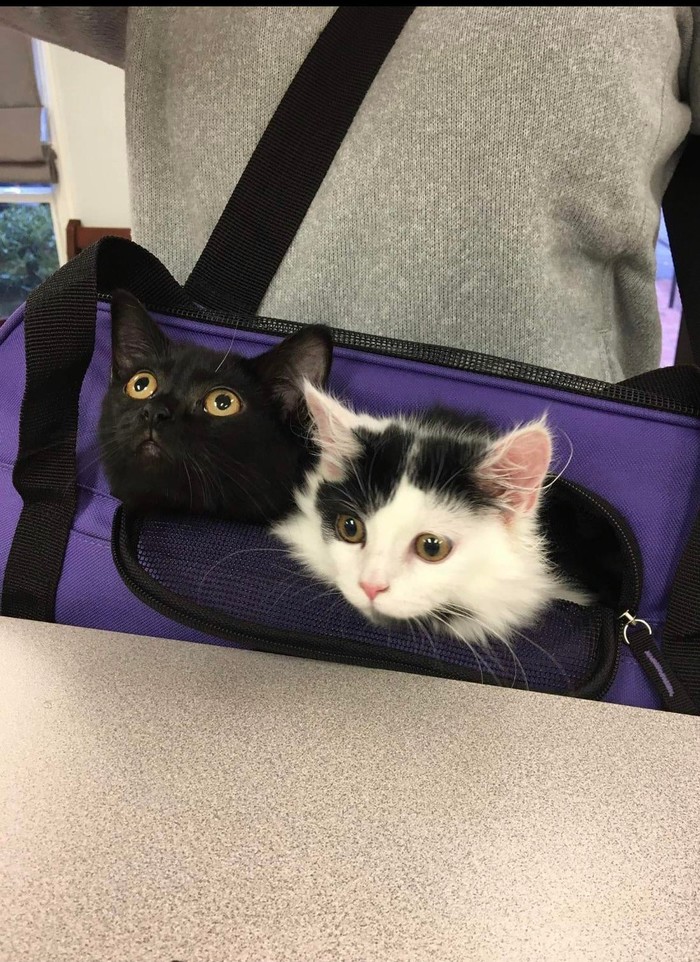 I always carry the essentials with me! - Joke, Catomafia, cat, Kittens, Funny animals, Humor, The photo