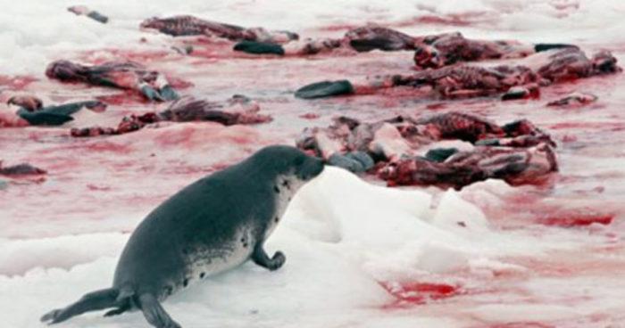 Тюленья война или почему был прав Аль Капоне РСФСР, Норвегия, Тюлень, Браконьеры, Длиннопост