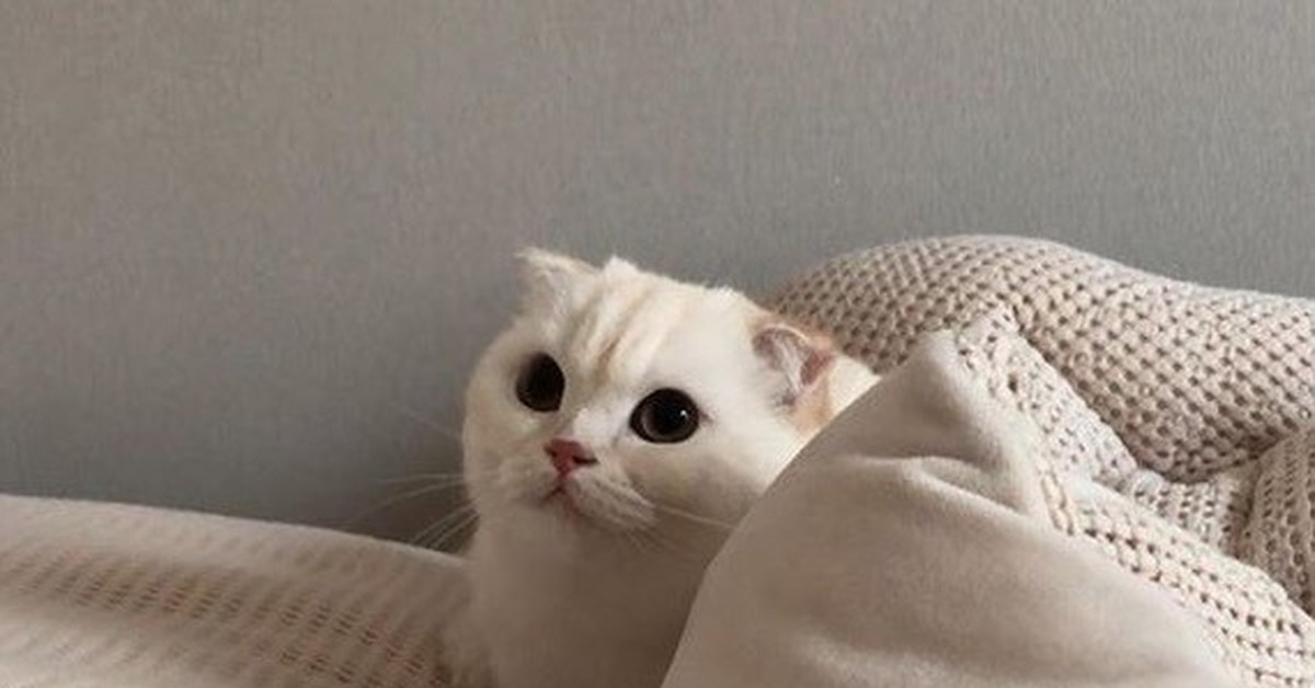 Котенок доброе утро мем