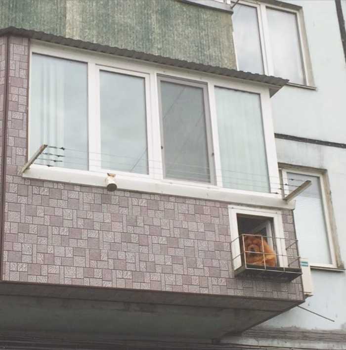 Балкон для собаки Балкон, Собака, Владивосток
