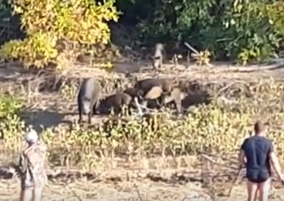Near Astrakhan, a herd of wild boars has chosen a haven for fishermen - My, Astrakhan Region, South Wave, Boar, Wild animals, Fishing