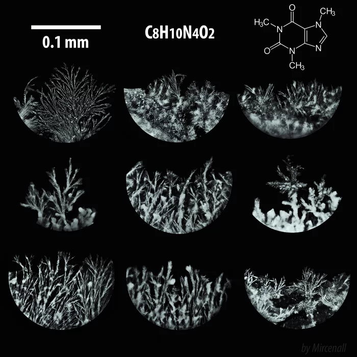 caffeine crystals - My, Chemistry, League of chemists, Caffeine, Crystals, Microscope