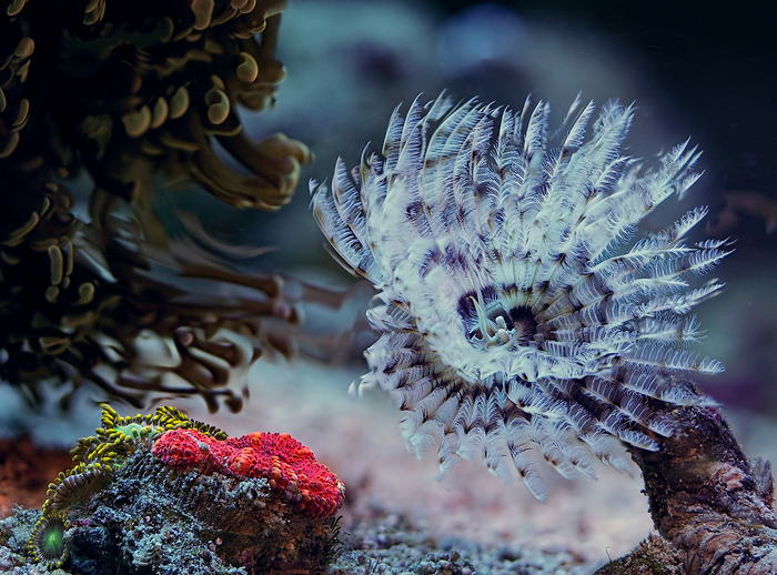 Другой мир рядом..