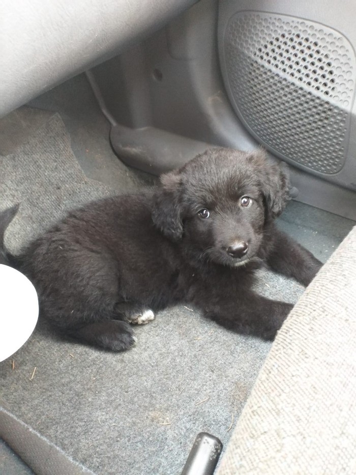 Krasnoyarsk. A good boy is looking for a home. Puppy wormed, vaccinated - My, Help, Krasnoyarsk, Good boy, Dog, No rating, In good hands, Helping animals