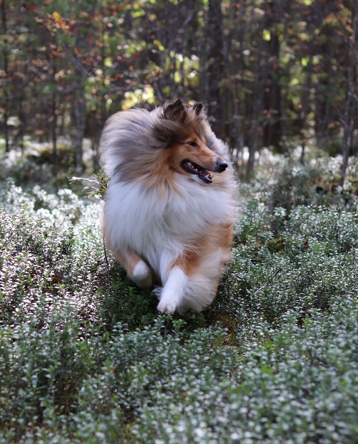 Takeoff - My, Collie, Dog, Walk in the woods, Pets, Longpost