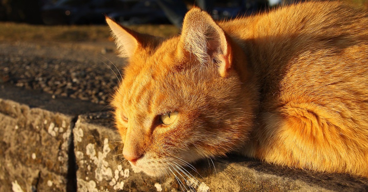 Котик симба. Рыжий кот Симба. Брутальный рыжий кот. Симба рыжий котик. Рыжий кот с разорванным ухом.