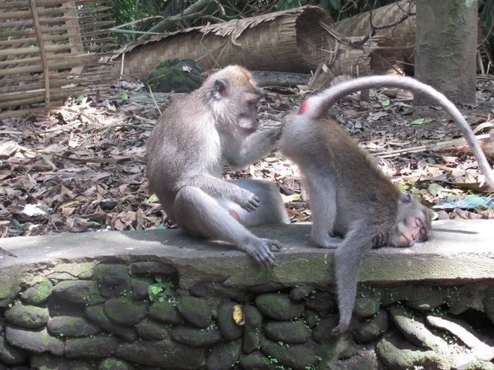 How I see those who poke their noses into other people's business - Animals, Relaxation, Monkey, My