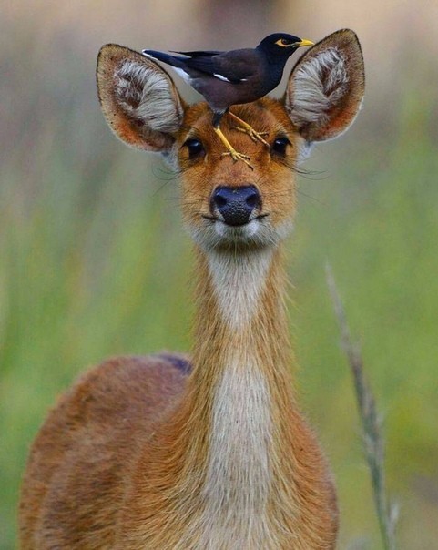 Hello, do you ride? - The photo, Eyelashes, Nature