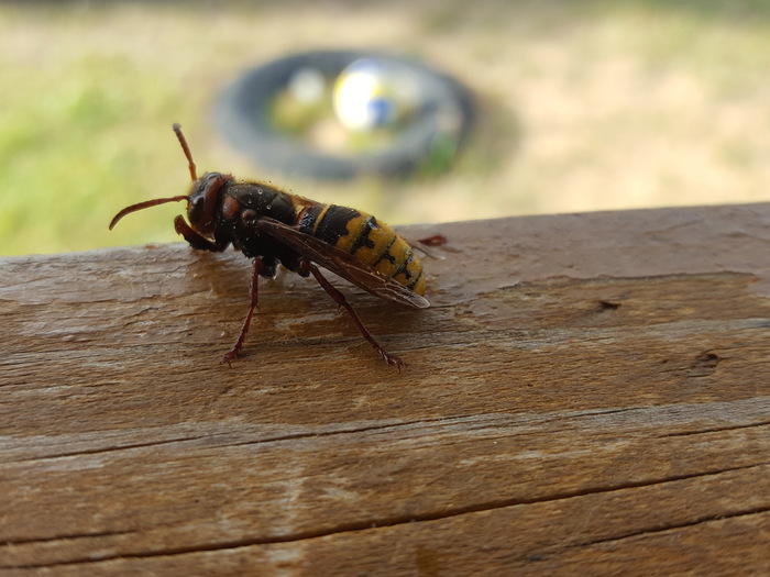 Almost macro hornet - My, Hornet, Wasp, The photo, Macro photography, Beginning photographer