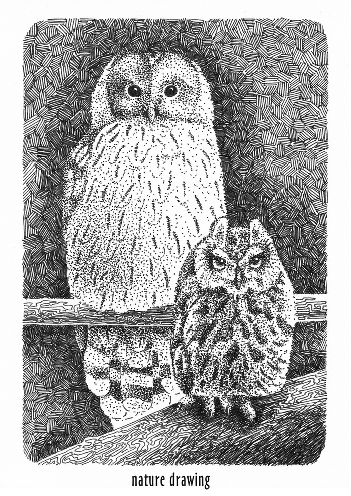 Short-tailed Owl and Great-tailed Owl - My, Drawing, Owl, Tawny owl, Yes, Milota, Birds, Graphics, Liner