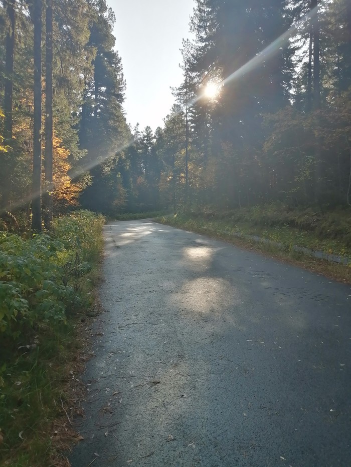 The beauty of the autumn forest! - My, Khanty-Mansiysk, Walk, Autumn, Forest, Longpost