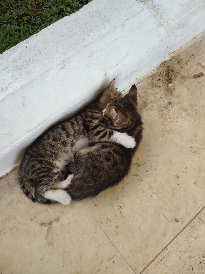 Sleeping cuddled up) - My, Kittens, Hugs, Milota, cat