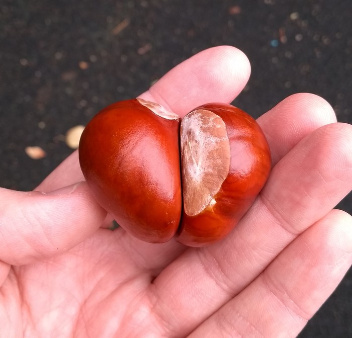 From autumn with love - My, Autumn, Chestnut, Heart, Horse chestnut