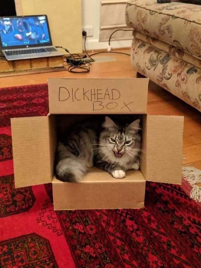 This is my box! Or just an angry cat - cat, Catomafia, Animals, Kittens