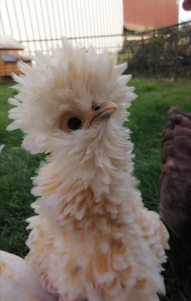 fluffy hen - Hen, Fluffy, Feathers, Milota, Longpost