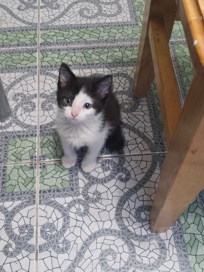 This tiny baby is looking for a home. The last of our huge catch)) - No rating, In good hands, Help, Saint Petersburg, Leningrad region, Longpost, cat, Helping animals