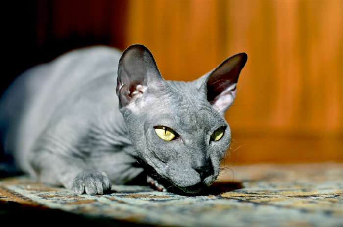 Why is my cat named Chupacabra? Because he looks more like an alien creature. - My, cat, Sphinx, Catomafia