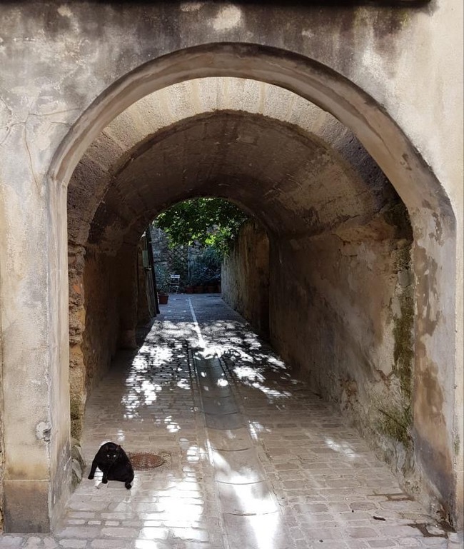 French La Cote - My, Catomafia, France, cat