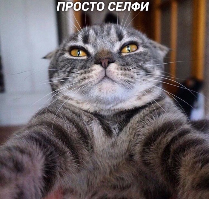 Selfie types - Selfie, cat, Longpost, Kotoselfi