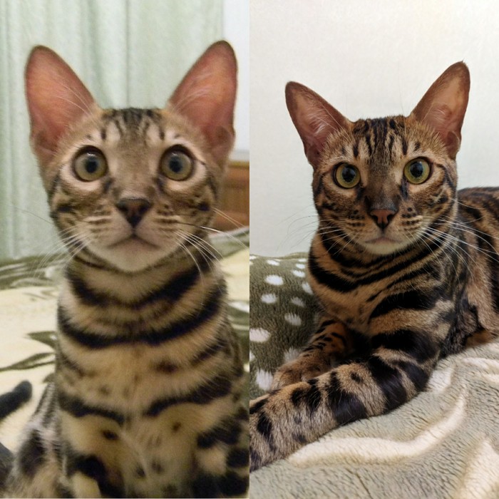 The cat has grown - My, Catomafia, cat, Bengal cat, Longpost, Milota