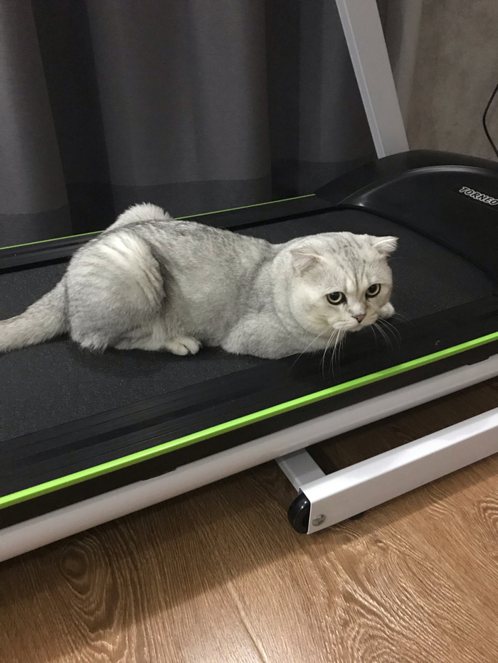 cat and sports - My, cat, Treadmill, Sport, Longpost