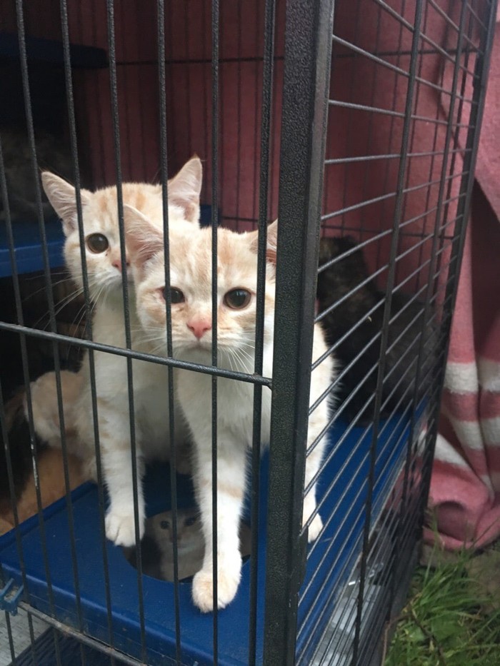 12 kittens were thrown in two bags to the shelter of the City of Serpukhov. We need loving hands. - No rating, Serpukhov, cat, Moscow, Help, In good hands, Longpost, Helping animals