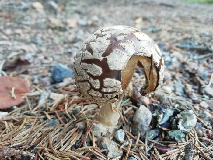 Непонятные грибы Грибы, Ленинградская область, Длиннопост