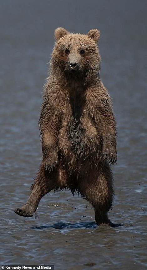 Funny teddy bear tries to scare the photographer - Bear, The photo, Milota, Longpost, The Bears