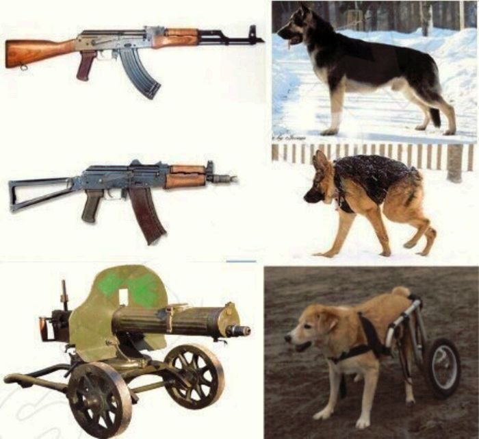 hunched over - Dog, Kalashnikov assault rifle, Memes, Black humor