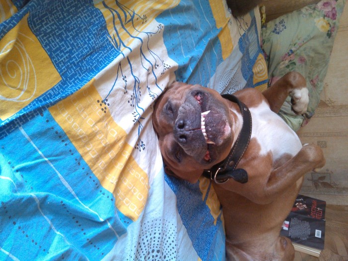 Smiling guy - My, Dog, Bed