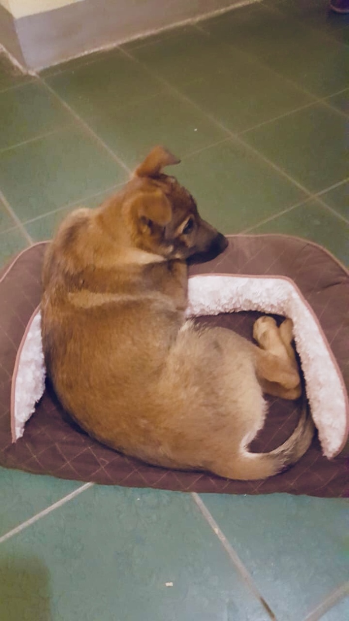 The puppy, locked on the technical floor, is looking for a home. St. Petersburg and Leningrad region. - My, Dog, Looking for a home, No rating, Saint Petersburg, Leningrad region, Help, In good hands, Video, Longpost, Helping animals