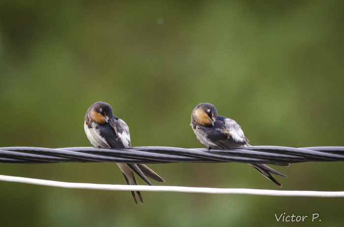 Birds near Vyborg 7 - My, Nikon, Longpost, The photo, Birds, Vyborg