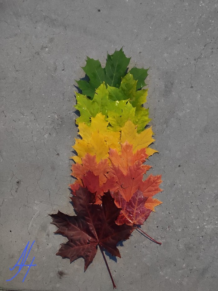 Autumn gradient - My, Autumn, Maple Leaf, Gradient, No filters