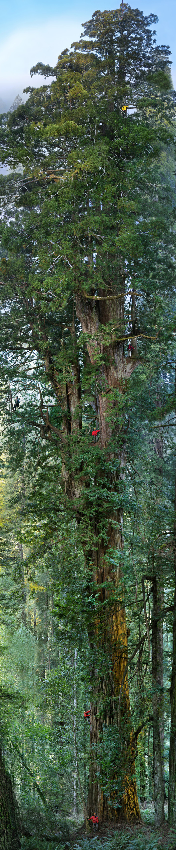 A big tree - Sequoia, Mountaineering, The photo, Tree, Longpost