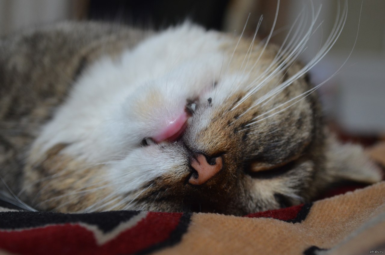 Котофей | Пикабу