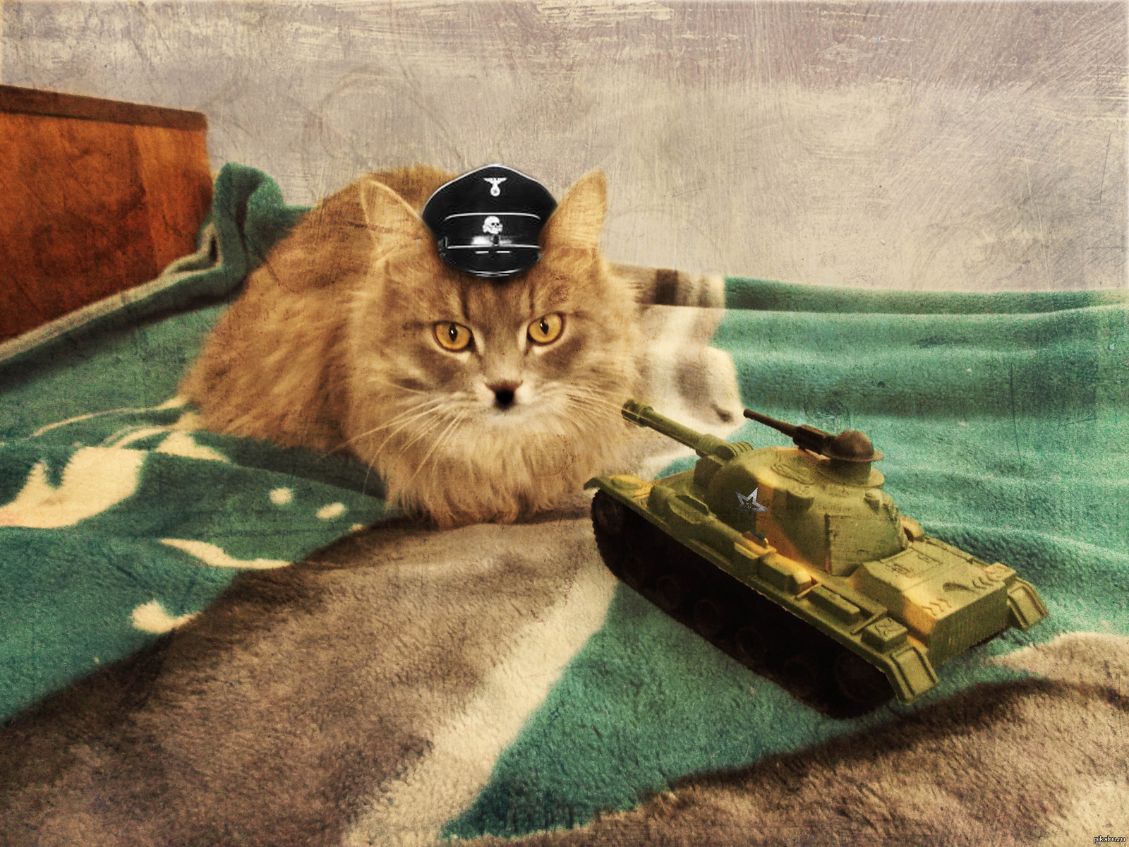 С днем защитника котиков. Кот военный. Боевой кот. Кот танкист. Кот в танке.