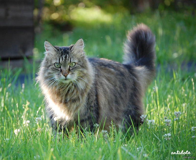 Кот сибирский русский фото