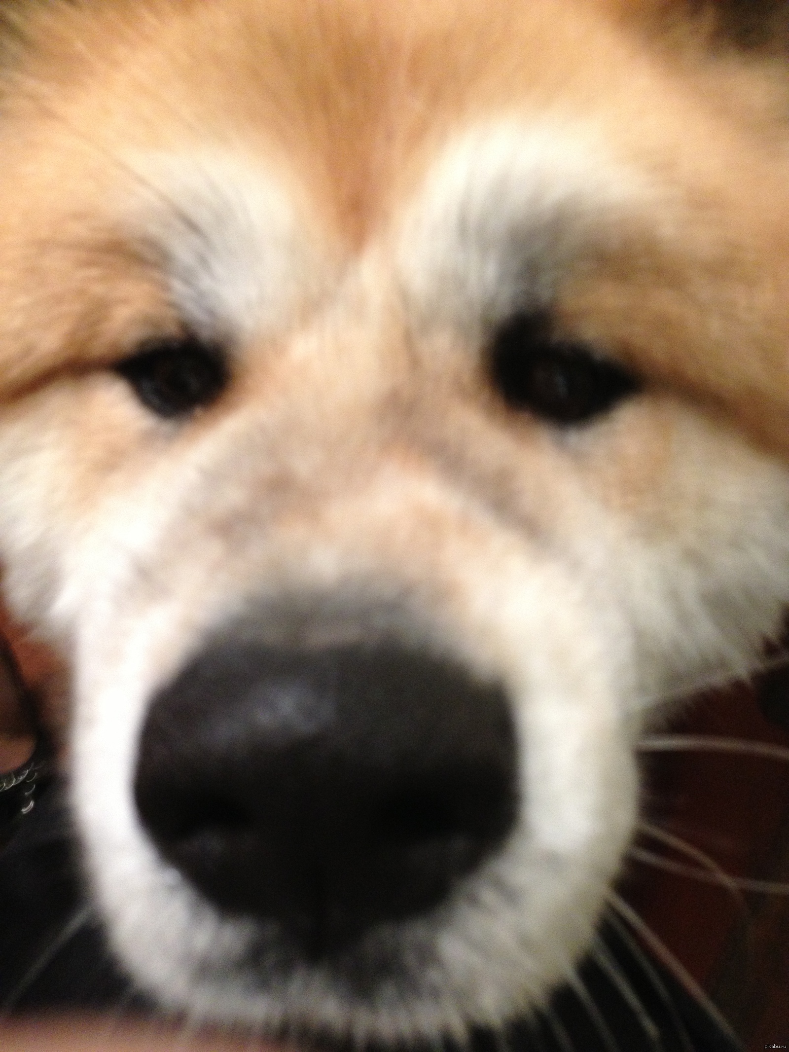 This is my uncle's dog. - Akita inu, My, Dog, Akita Inu