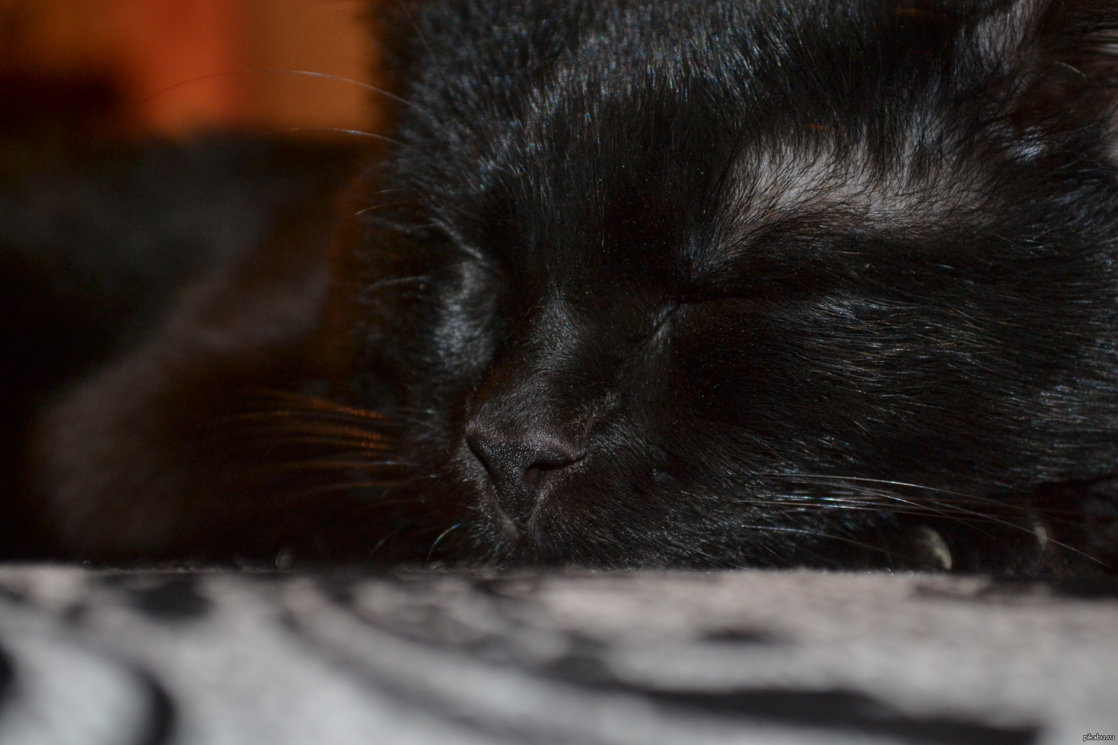 Черный кот спит