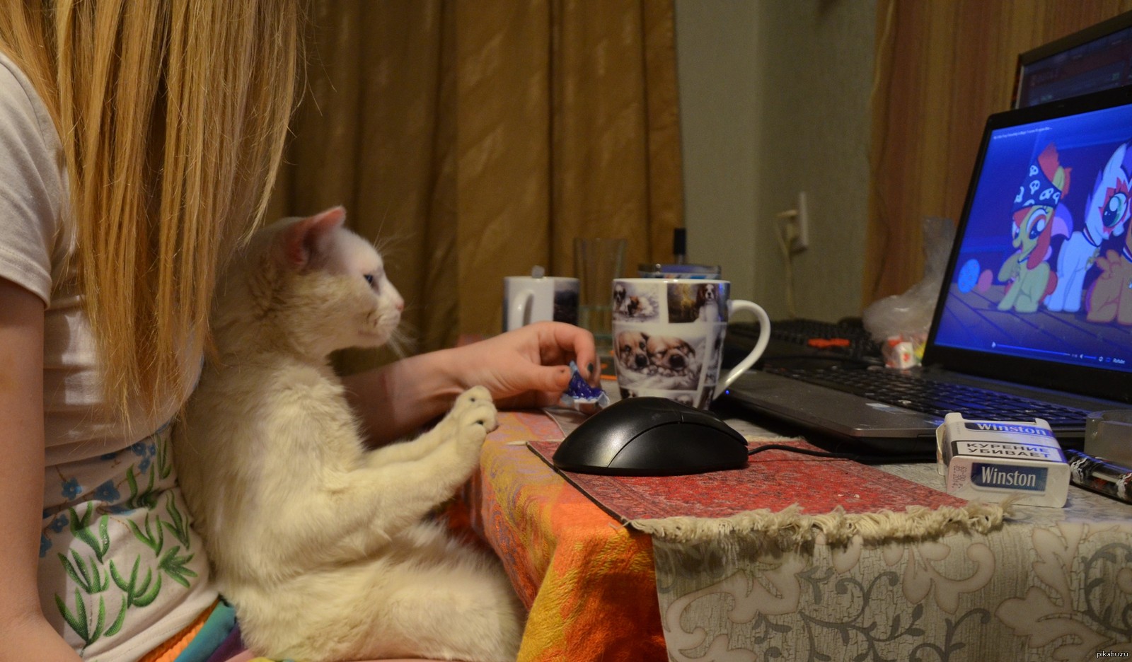 Включи кот на час. Кошки перед телевизором. Котик перед телевизором. Кот за компом. Котик смотрит телевизор.