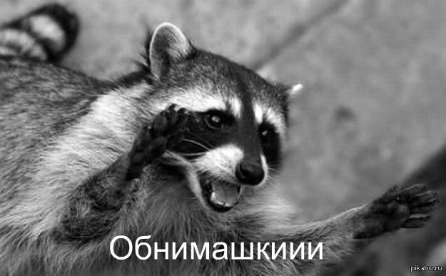Добрый енотик:) | Пикабу