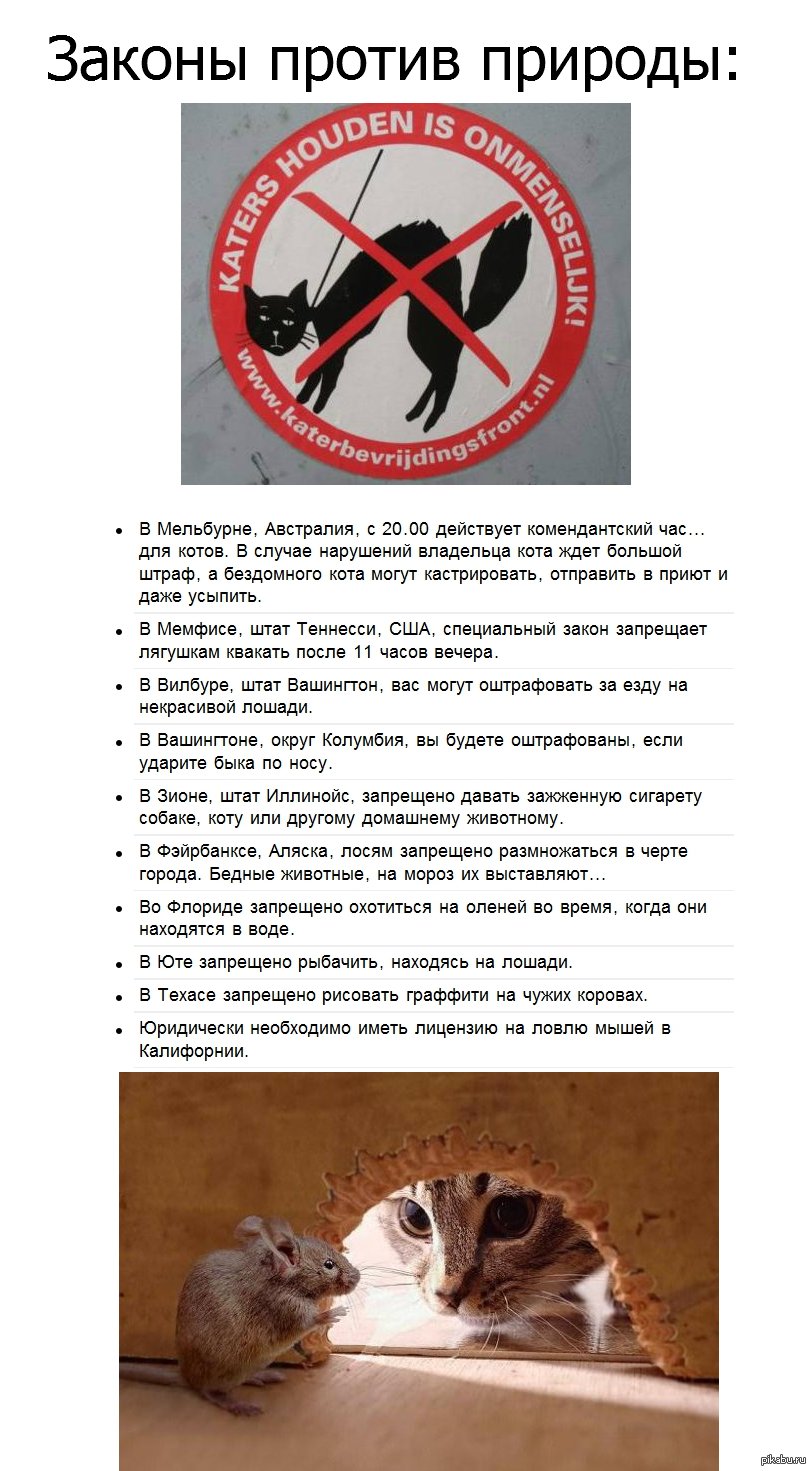 Автор дурацких законов 5 букв